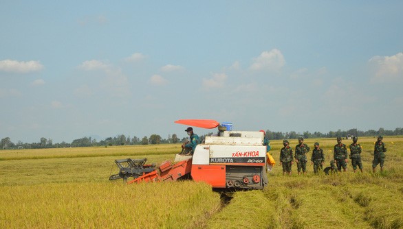 690.000 ha lúa hè thu tại Đông bằng sông Cửu Long chưa được thu hoạch