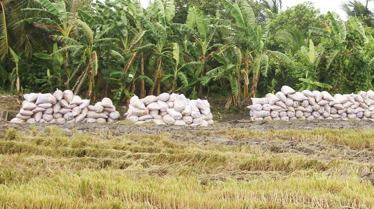 70.000 ha lúa thu đông tại Cần Thơ dễ dàng thu hoạch nhờ nới lỏng giãn cách