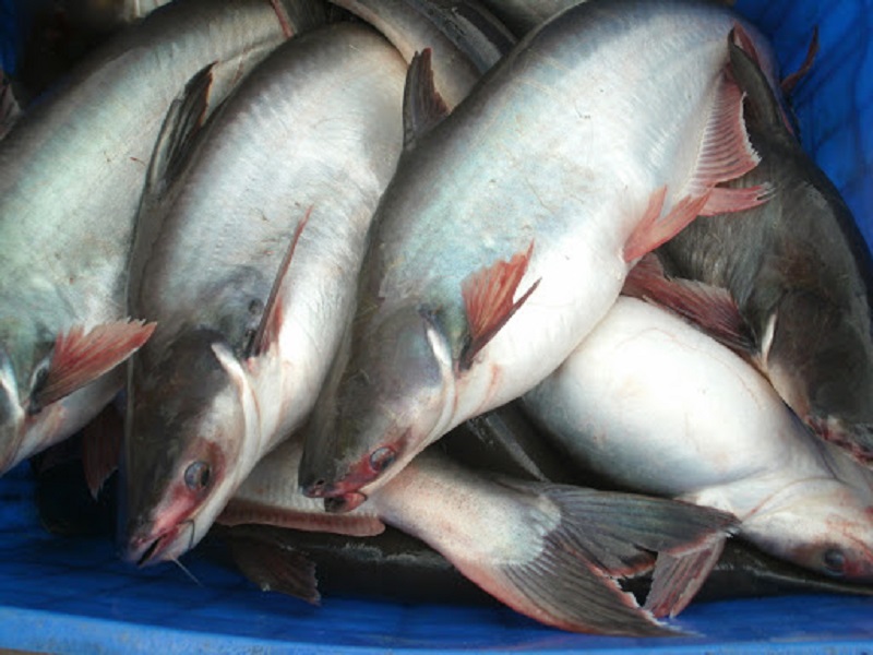 An Giang: Thị trường cá tra ảm đạm, người nuôi khóc ròng