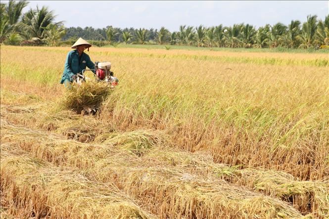 Bến Tre: Nông dân trúng mùa, được giá vụ lúa Đông Xuân