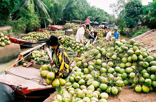 Bến Tre tổ chức thu mua dừa xiêm xanh hỗ trợ nông dân mùa dịch