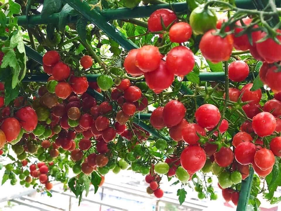 Bật mí cách trồng cà chua trên sân thượng, quả sai trĩu, không chỉ đủ ăn mà còn dư thừa ngày dịch