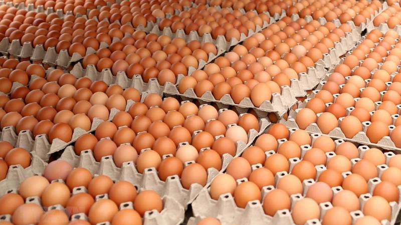 Bình Dương: Mỗi ngày ế đọng 2 triệu quả trứng