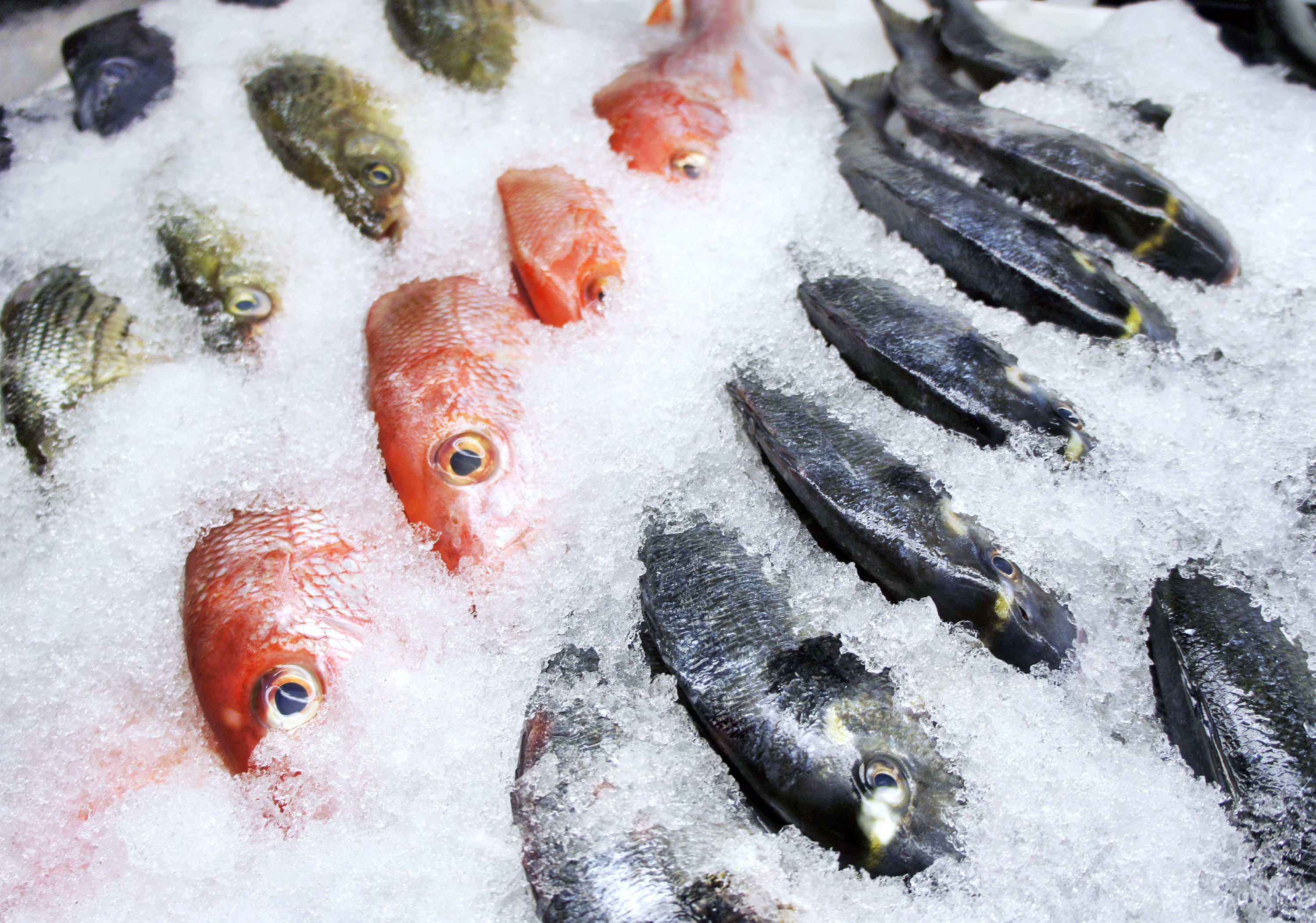 Bình Thuận: Tăng cường cấp đông hải sản do khó khăn trong tiêu thụ