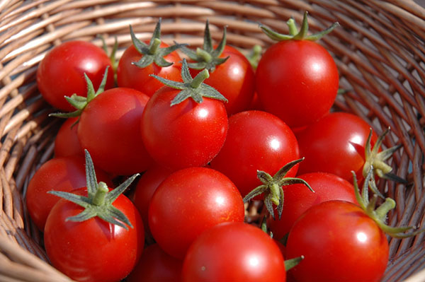 Cà chua tăng giá cao kỷ lục lên 60.000 đồng/kg, vẫn không mua được 