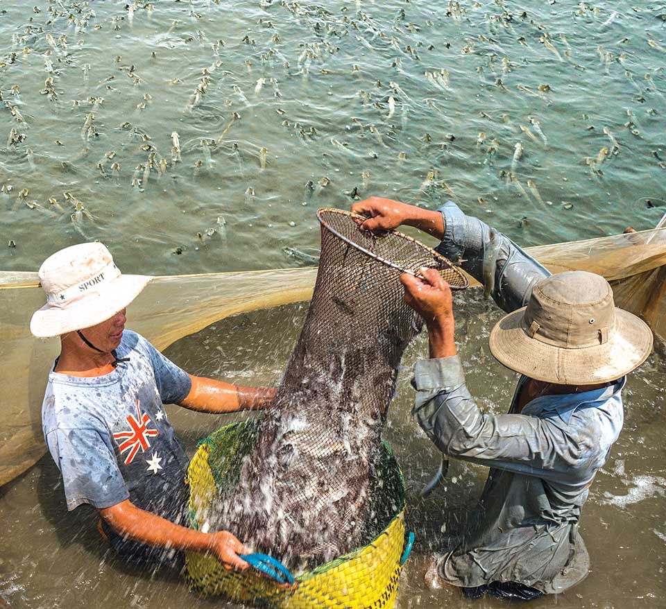 Cà Mau: Vào vụ thu hoạch cá kèo ăn Tết, giá tăng mạnh, nông dân phấn khởi 