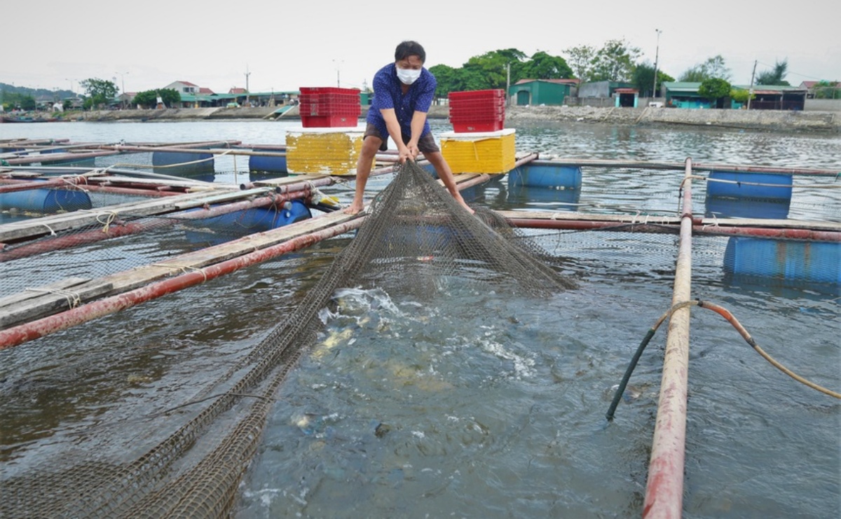 Các loại hải sản như tôm, ốc hương, cá lồng…giá rớt thảm, khó tiêu thụ 