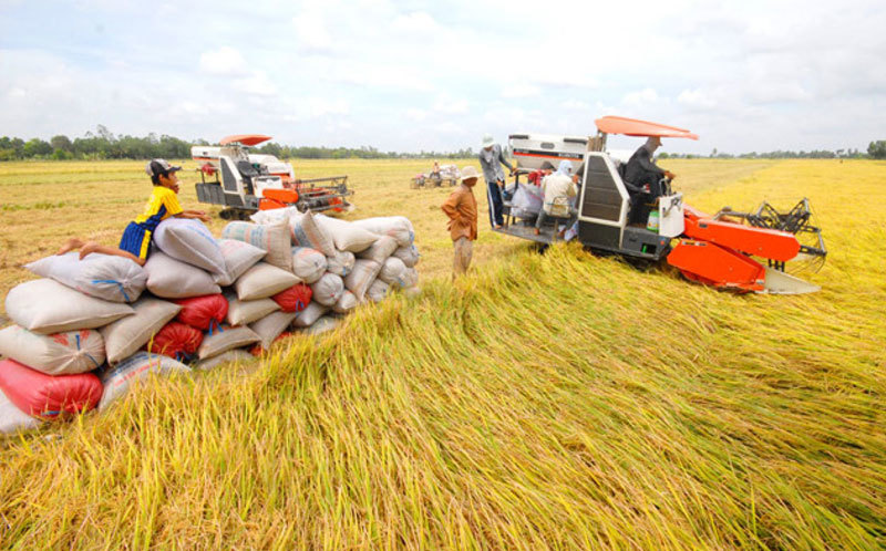Cần tạo điều kiện tối đa cho các doanh nghiệp thu mua lúa