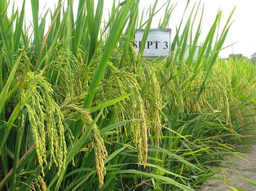 Công nhận lưu hành giống lúa SHPT3 tại các tỉnh Nam Trung Bộ và Tây Nguyên