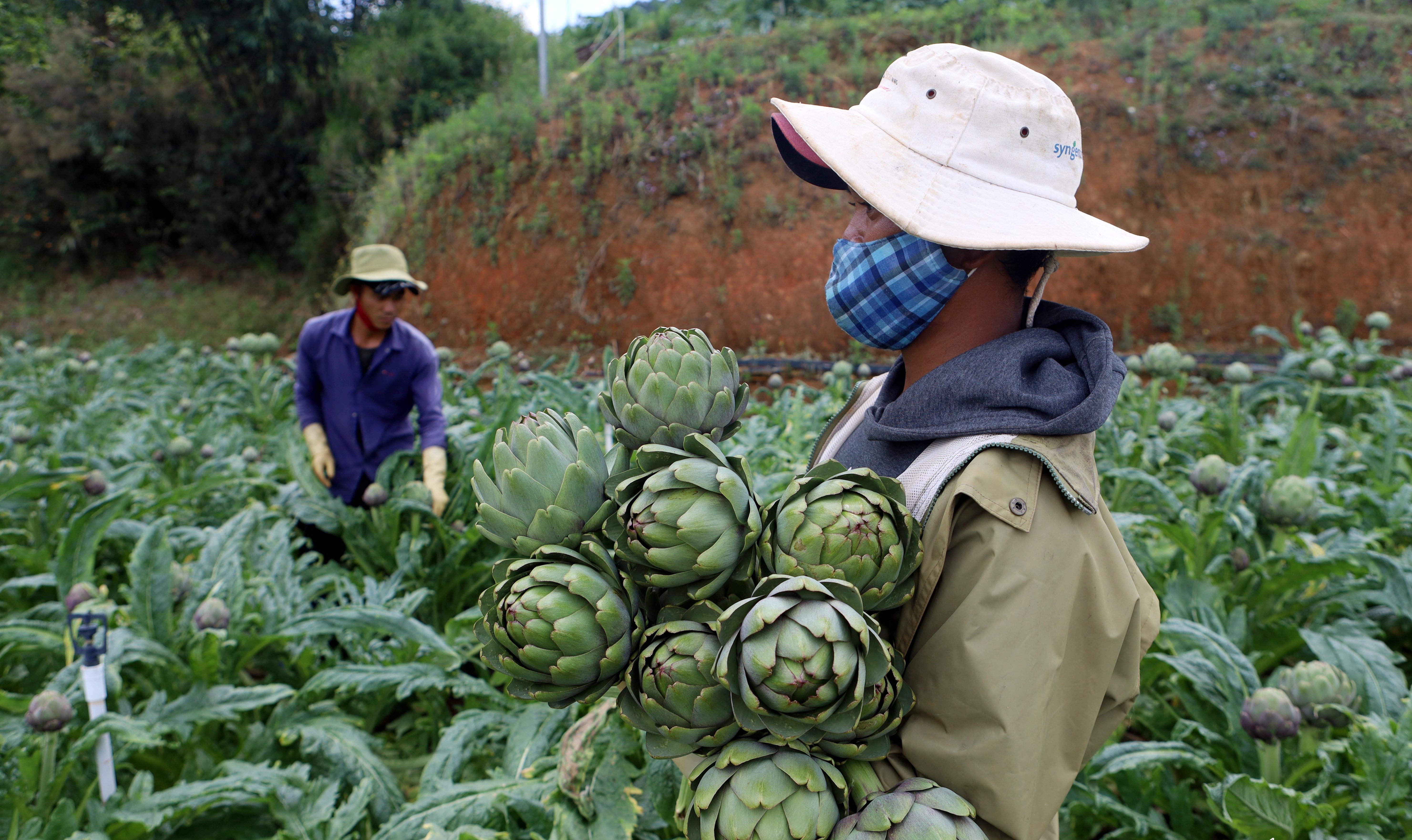 Đà Lạt: Hoa Atiso vào chính vụ, nông dân tất bật thu hoạch 