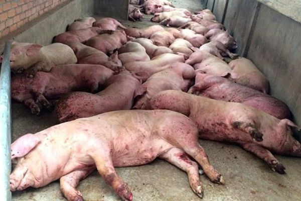 Đắk Nông: Phát hiện 2 cơ sở giết mổ lợn mắc dịch tả châu Phi bán ra thị trường