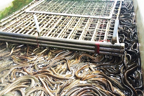 ĐBSCL: Giá lươn xuống thấp nhất hơn 2 năm qua, người dân tự chế thức ăn cho lươn để giảm chi phí
