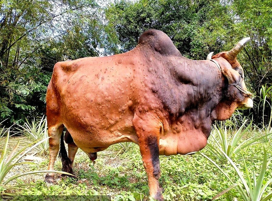 Dịch bệnh viêm da nổi cục ở trâu, bò hoành hành tại nhiều địa phương
