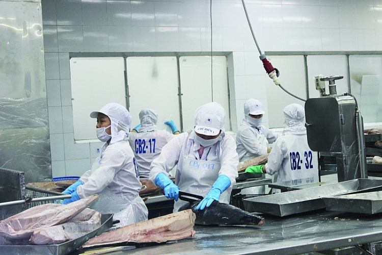 Doanh nghiệp cá ngừ gặp khó do nguồn cung nguyên liệu giảm