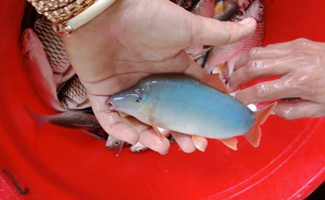 Độc lạ: Người Việt nuôi loài cá kêu 'éc éc' như lợn