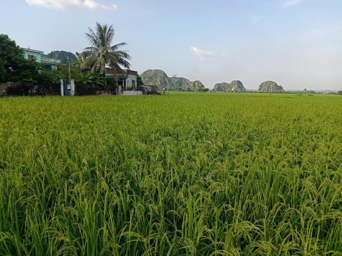 Động lực khôi phục, cải tạo sản xuất lúa nếp quýt 