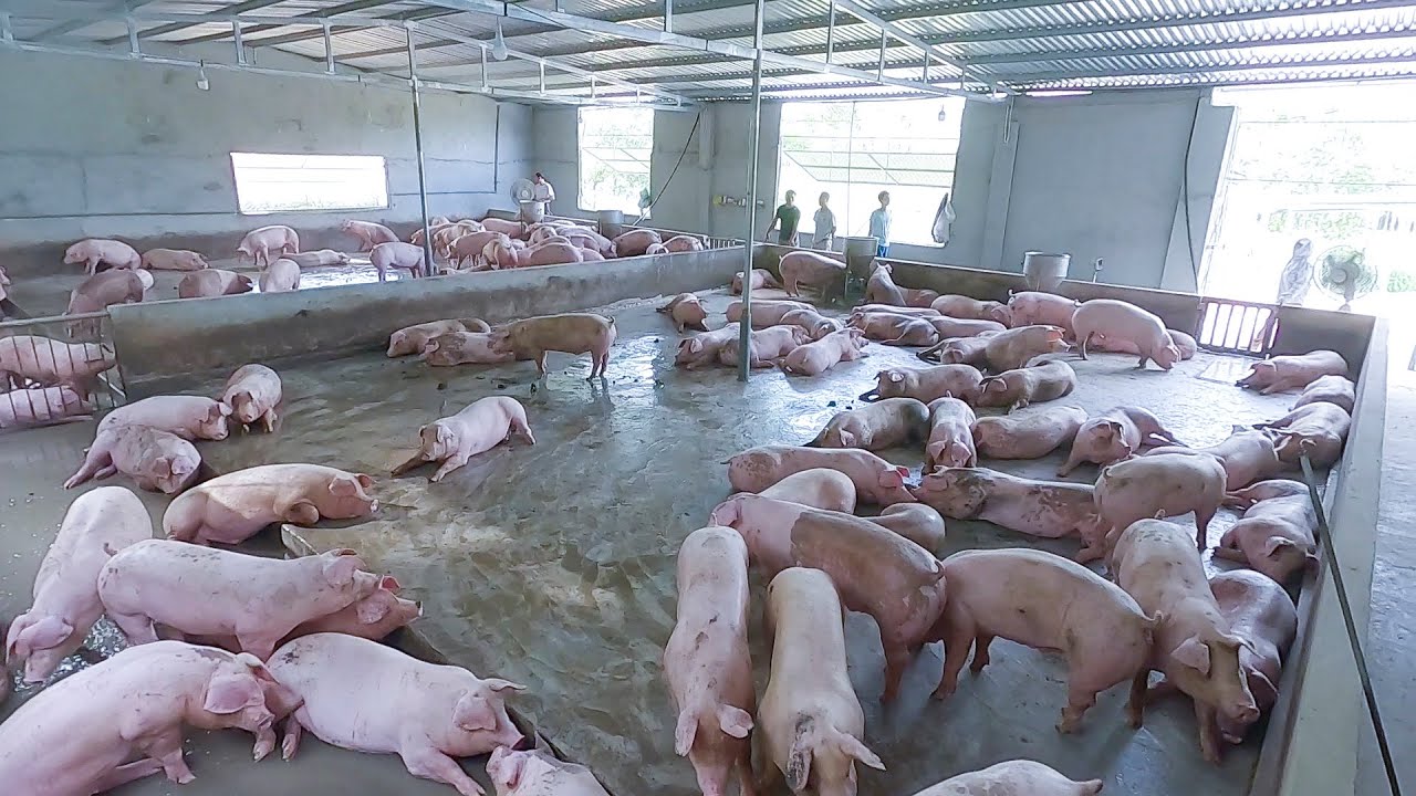 Đồng Nai: Lợn, trứng bị ùn ứ do thương lái là F0, chợ truyền thống đóng cửa