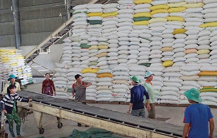 Gạo 5% tấm của Việt Nam dẫn đầu thị trường xuất khẩu