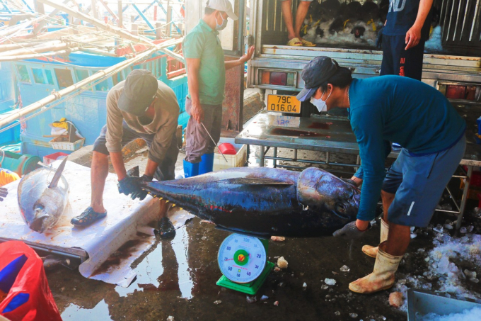 Giá cá ngừ đại dương cao kỷ lục, ngư dân trúng đậm 