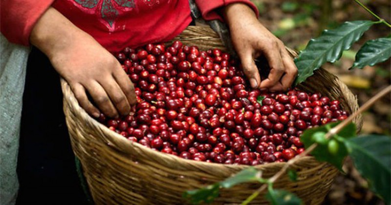 Giá cà phê hôm nay 11/12: Giảm mạnh trên sàn quốc tế 