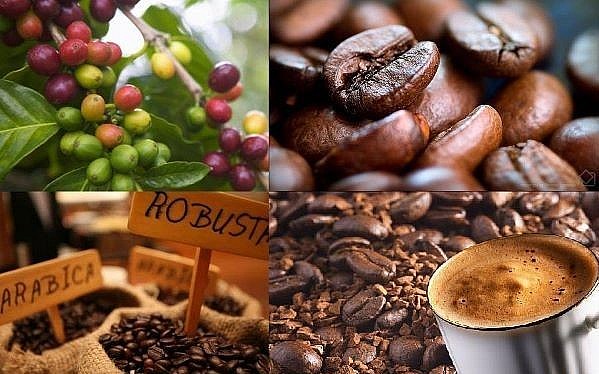 Giá cà phê hôm nay 11/4: Cà phê Robusta tăng cao  