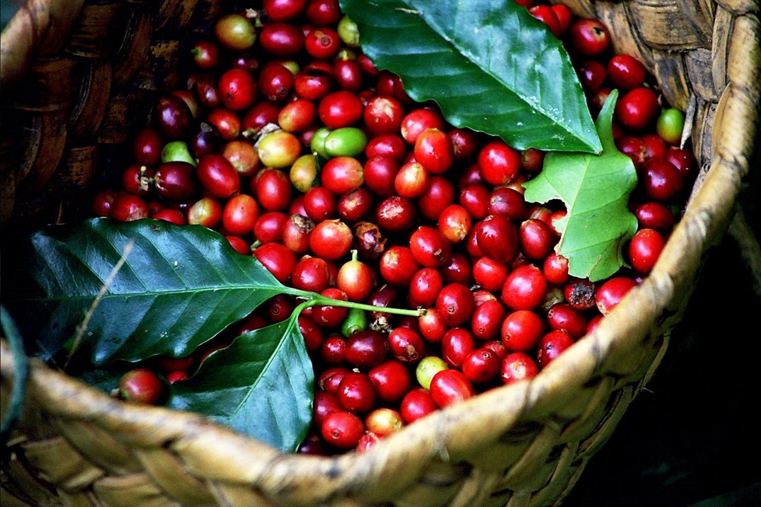 Giá cà phê hôm nay 13/2: Giá cà phê Arabica tiếp tục sụt giảm