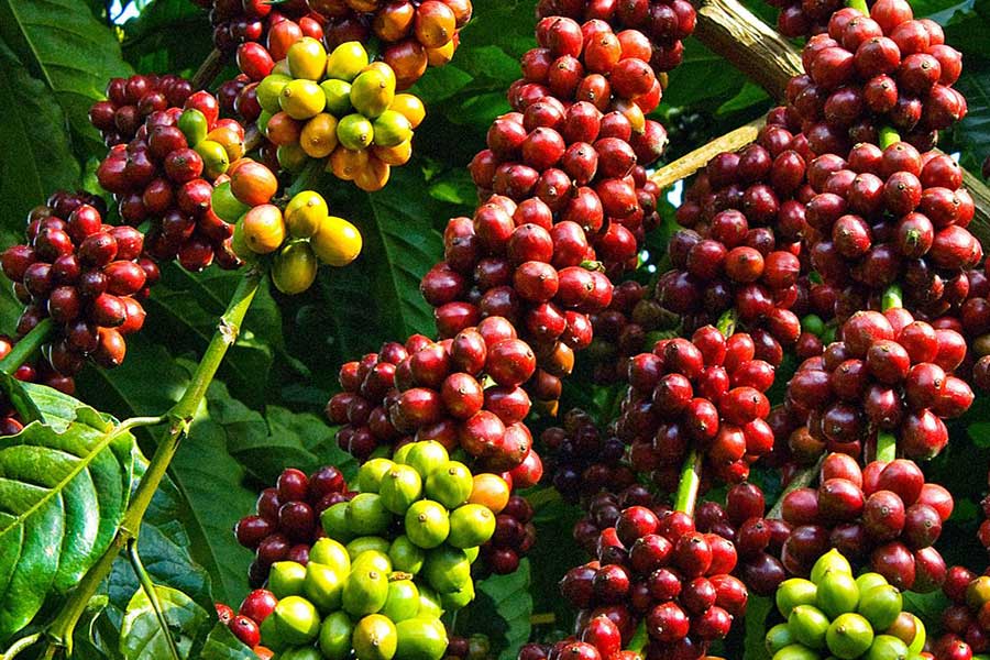Giá cà phê hôm nay 15/4: Cà phê robusta tiếp tục giảm 