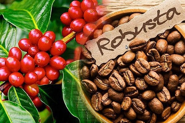 Giá cà phê hôm nay 16/12: Giá cà phê robusta tăng mạnh 