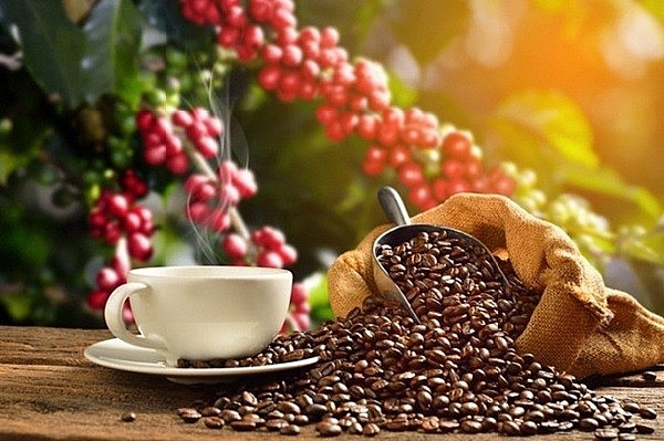Giá cà phê hôm nay 20/1: Đảo chiều tăng mạnh tại cà phê Robusta & Arabica