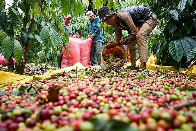 Giá cà phê hôm nay 20/8: Việt Nam cán mốc xuất khẩu 1 triệu tấn, giá cà phê robusta chạm mức kỷ lục