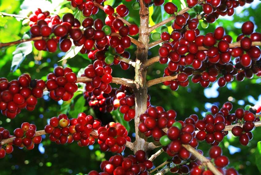 Giá cà phê hôm nay 2/12: Tăng đồng loạt tại sàn robusta và arabica