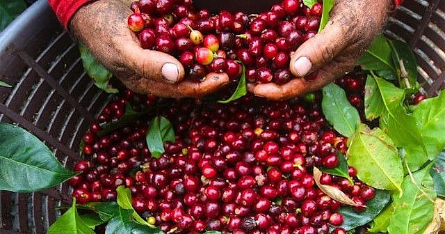 Giá cà phê hôm nay 23/11: Cà phê Arabica giảm mạnh sau khi tăng liên tiếp 