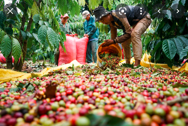 Giá cà phê hôm nay 25/8: Đồng loạt tăng mạnh, xuất khẩu cà phê Việt Nam đối mặt nhiều khó khăn