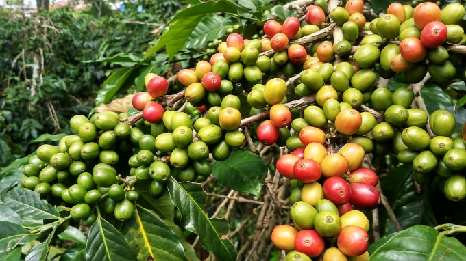 Giá cà phê hôm nay 30/9: Tăng vọt 500 đồng/kg, 2 sàn quốc tế cũng đồng loạt tăng mạnh