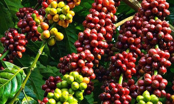 Giá cà phê hôm nay 6/9: Những cơn mưa đầu mùa ở Brazil tiếp tục làm dịu giá cà phê Arabica