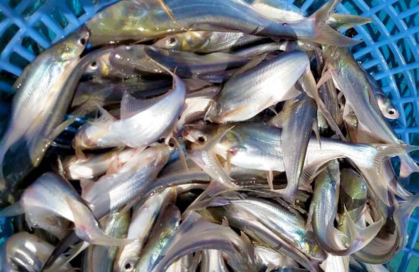 Giá cá tra giống tăng cao kỷ lục khi người nuôi thả nhiều 