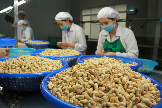 Giá điều tăng mạnh, doanh nghiệp xuất khẩu điều Việt Nam được khuyến cáo cẩn trọng 