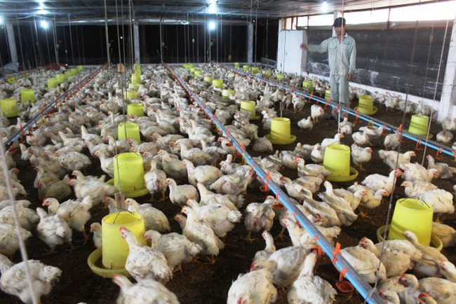 Giá gà hôm nay ngày 26/10: Gà công nghiệp giảm 2.000 - 3.000 đồng/kg