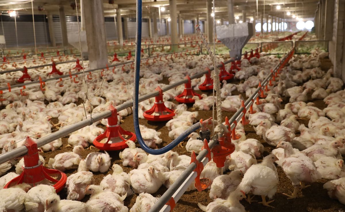 Giá gà hôm nay ngày 29/10: Giá gà công nghiệp ở miền Bắc đồng loạt tăng