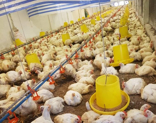 Giá gia cầm hôm nay 13/8: Giá gà công nghiệp chững giá, giá trứng dao động ở mức 1.600 – 2.100 đồng/quả