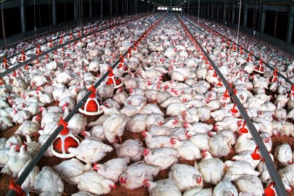 Giá gia cầm hôm nay 14/8: Giá gà công nghiệp tiếp xu hướng giảm, gà ri “siêu rẻ” chưa đầy 70 nghìn/con