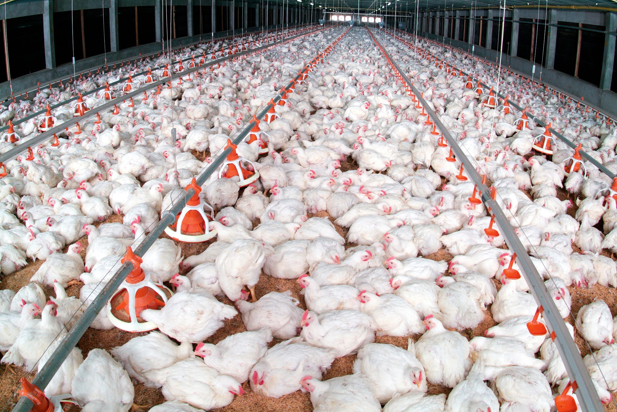 Giá gia cầm ngày 12/8: Giá gà công nghiệp miền Bắ lên mốc mới, giá gà miền Nam vẫn rớt thảm 5.000 đồng/ 1 kg