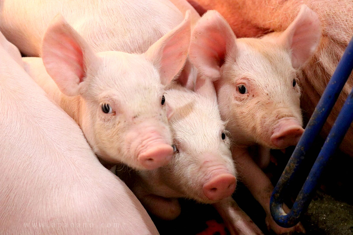 Giá heo hơi hôm nay 6/9: Miền Nam tiếp tục giảm 1.000 - 2.000 đồng, thịt lợn nhập khẩu tháng 7 tăng 11,2%