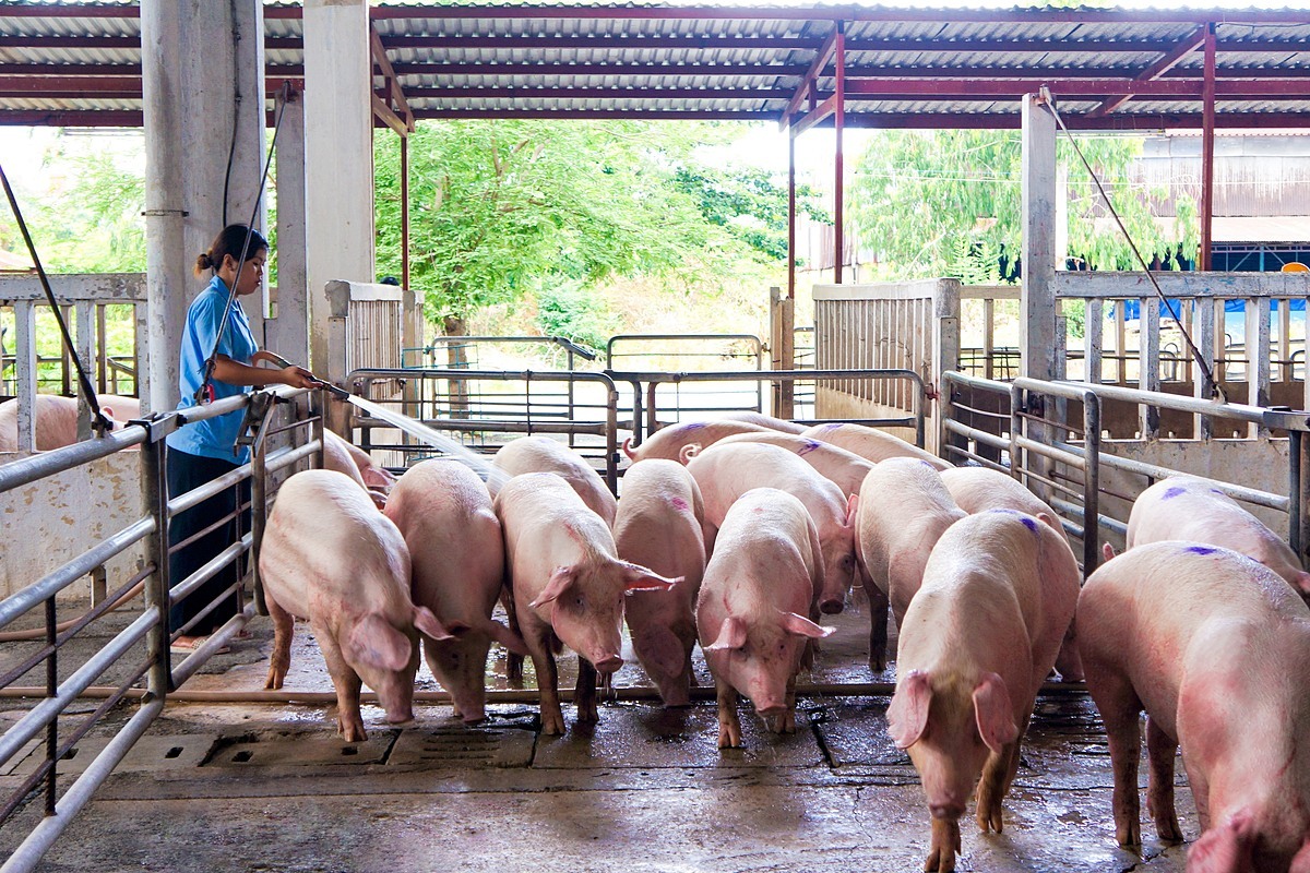 Giá lợn hơi hôm nay 11/9: Miền Nam tiếp tục giảm 1.000 - 2.000 đồng/kg