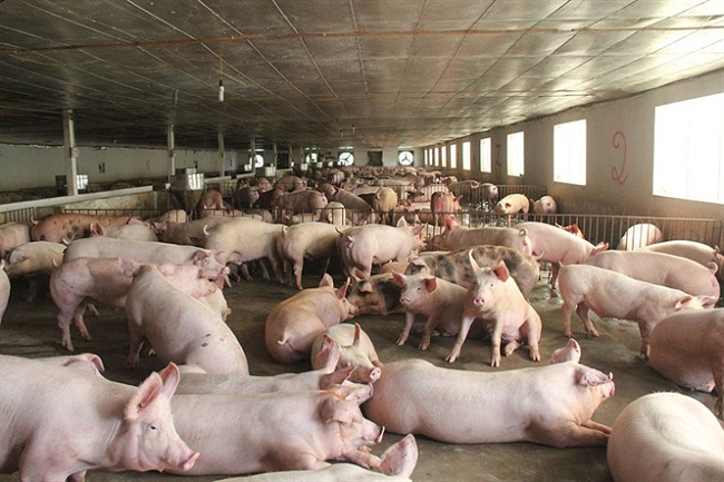Giá lợn hơi hôm nay 20/08: Hưng Yên cao nhất cả nước với 57.000đ/kg