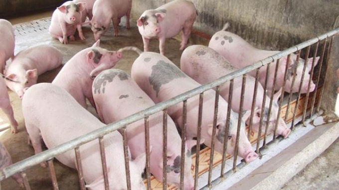 Giá lợn hơi hôm nay 23/11: Xu hướng giảm, Hà Nội, Bắc Giang thấp nhất với 41.000 đồng/kg