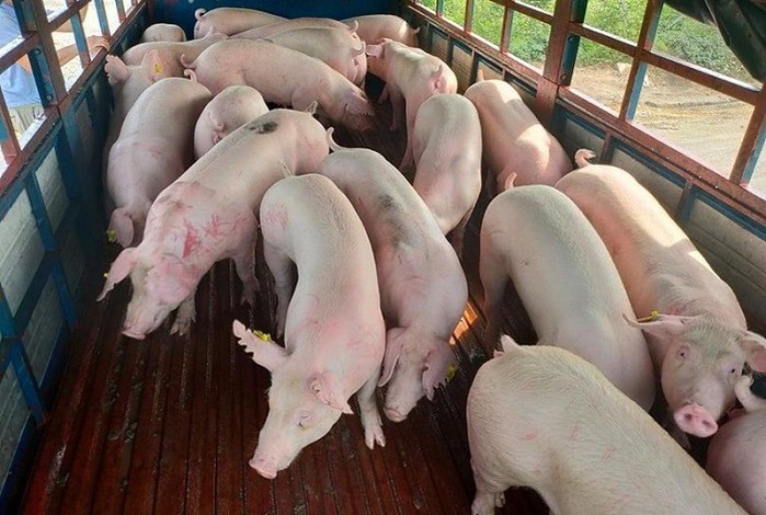 Giá lợn hơi hôm nay 24/8: Điều chỉnh nhẹ, Bình Định thấp nhất cả nước với 50.000 đồng/kg