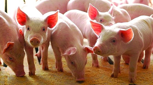 Giá lợn hơi hôm nay 25/9: Đồng loạt giảm trên diện rộng, Tuyên Quang giảm mạnh 4.000 đồng/kg