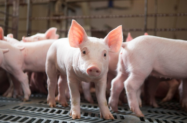 Giá lợn hơi hôm nay 26/8: Đồng Tháp giảm mạnh 4.000 đồng/kg