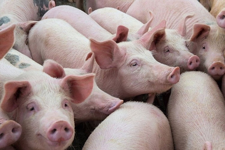 Giá lợn hơi hôm nay 2/9: Miền Bắc đồng loạt giảm, Thái Bình giảm tới 5.000 đồng/kg